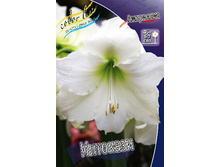 Hippeastrum Intokazi 179,10 � ��  1 ��.jpg