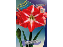Hippeastrum Hermitage 171,8 � ��  1 ��.jpg
