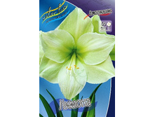 Hippeastrum Limona 259,2 � ��  1 ��.jpg