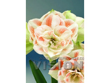 Hippeastrum Nymph 244,7 � ��  1 ��.jpg