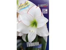Hippeastrum Picotee 244,7 � ��  1 ��.jpg