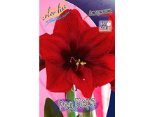 Hippeastrum Red Pearl 259,2 � ��  1 ��.jpg