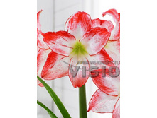 Hippeastrum Spotlight NEW 237,4 � ��  1 ��.jpg