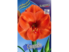 Hippeastrum Sunrise 171,8 � ��  1 ��.jpg