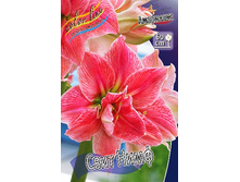 Hippeastrum Sweet Nymph 244,7 � ��  1 ��.jpg