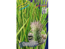 11_Calamagrostis acutiflora Overdam 179,10 �. �� 3 ��..jpg