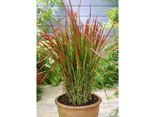12_Imperata cylindrica Red Baron 290,8 �. �� 2 ��..jpg