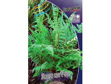 14_Athyrium angustum Lady in Red 222,8 �. �� 2 ��..jpg