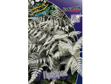 16_Athyrium niponicum Ghost 443,8 �. �� 2 ��..jpg