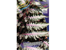 17_Athyrium niponicum Metallicum 222,8 �. �� 2 ��..jpg