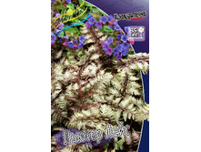 18_Athyrium niponicum Pewter Lace 375,8 �. �� 2 ��..jpg