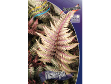 19_Athyrium niponicum Pictum 222,8 �. �� 2 ��..jpg