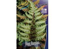20_Athyrium niponicum Red Beauty 222,8 �. �� 2 ��..jpg
