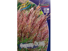 24_Miscanthus Ferner Osten 215,5 �. �� 3 ��..jpg