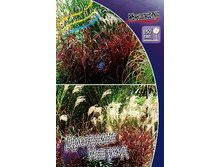 23_ Miscanthus Dronning Ingrid 215,5 �. �� 3 ��..jpg