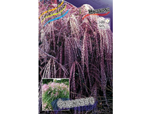 25_Miscanthus Flamingo 215,5 �. �� 3 ��..jpg