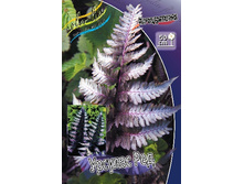 22_Athyrium niponicum Ursula's Red 278,7 �. �� 2 ��..jpg