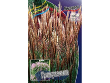 28_Miscanthus Graziella 215,5 �. �� 3 ��..jpg