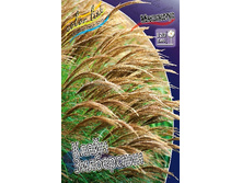 30_Miscanthus Kleine Silberspinne 215,5 �. �� 3 ��..jpg