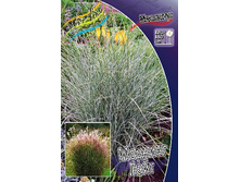 32_Miscanthus Morning Light 215,5 �. �� 3 ��..jpg