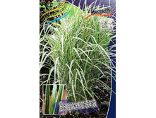 36_Miscanthus Variegatus 215,5 �. �� 3 ��..jpg