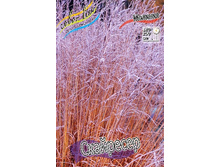 37_Molinia arundinacea Skyracer 186,4 �. �� 3 ��..jpg