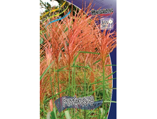 34_Miscanthus Rothfeder 215,5 �. �� 3 ��..jpg