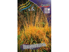 38_Molinia arundinacea Windspeil 186,4 �. �� 3 ��..jpg