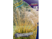 41_Molinia caerulea Transparent 186,4 �. �� 3 ��..jpg
