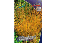 39_Molinia caerulea Heidebraut 186,4 �. �� 3 ��..jpg