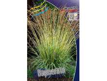 42_Molinia caerulea Variegata 186,4 �. �� 3 ��..jpg