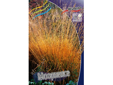 40_Molinia caerulea Moorhexe 186,4 �. �� 3 ��..jpg