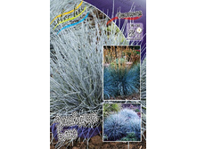 43_Festuca Elijah Blue 139 �. �� 3 ��..jpg