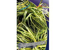 44_Carex morrowii Aureovariegata 176,7 �. �� 2 ��..jpg
