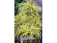 46_Carex oshimensis Evergold 179,10 �. �� 3 ��..jpg