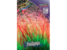 50_Panicum Rehbraun virgatum 179,10 �. �� 3 ��..jpg