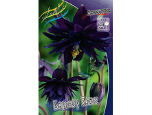 51_Aquilegia Barlow Black  120,8 �. �� 5 ��..jpg