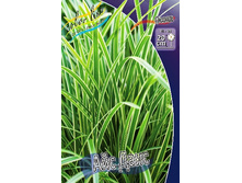 45_Carex morrowii Ice Dance 179,10 �. �� 3 ��..jpg
