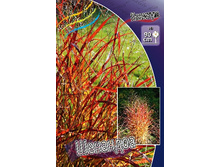 51_Panicum Shenandoah 215,5 �. �� 3 ��..jpg
