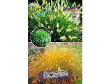 53_Pennisetum Hameln 215,5 �. �� 3 ��..jpg