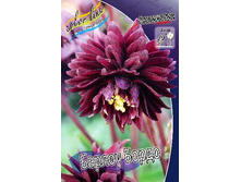 53_Aquilegia Barlow Bordeaux 120,8 �. �� 5 ��..jpg
