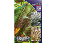 55_Pennisetum Moudry 215,5 �. �� 3 ��..jpg