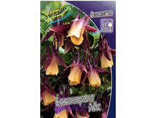 58_Aquilegia Blackcurrant Ice 375,8 �. �� 5 ��..jpg