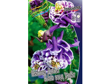 66_Aquilegia Winky Double Dark Blue White 200,9 �. �� 5 ��..jpg