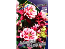 67_Aquilegia Winky Double Red White 200,9 �. �� 3 ��..jpg