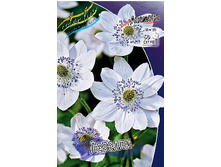71_Anemone Leveillei 248,3 �. �� 3 ��..jpg