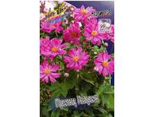 76_Anemone Prinz Heinrich 230,10 �. �� 3 ��..jpg