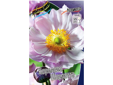 77_Anemone Queen Charlotte 215,5 �. �� 3 ��..jpg