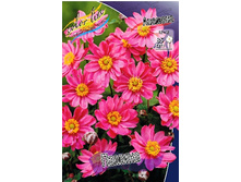74_Anemone Pamina 230,10 �. �� 3 ��..jpg