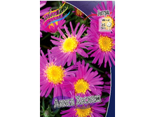 80_Aster Alice Haslam 207 �. �� 3 ��..jpg